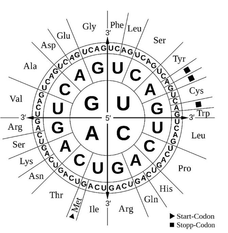 Codon-Rad des genetischen Codes mit RNA-Basen (A U G C), Aminosäuren sowie Start- und Stoppcodons.